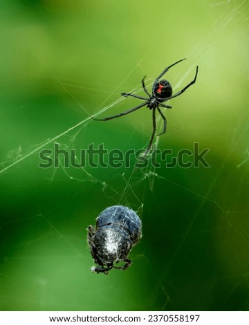 Nature’s Predatory Ballet: Black Widow Spider Dining on Its Catch