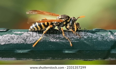 A predatory black and yellow European Paper Wasp (Polistes dominula) with lady bug larvae prey.  Long Island, New York, USA