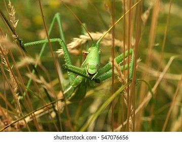 Pedo の画像 写真素材 ベクター画像 Shutterstock