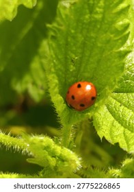    Predatory insects, extremely useful, ladybug.