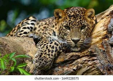 A predatory jaguar on a tree.