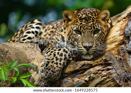 A predatory jaguar on a tree.