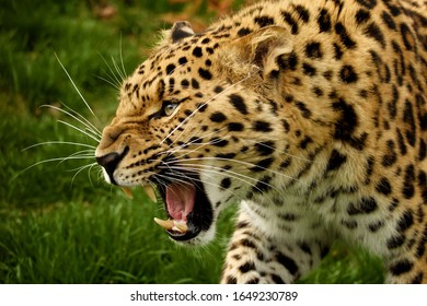 The predatory leopard growls and gets angry. - Powered by Shutterstock