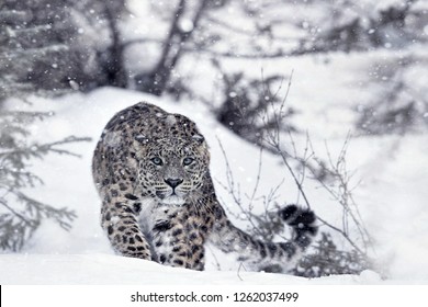 Predatory look of snow leopard during hunting