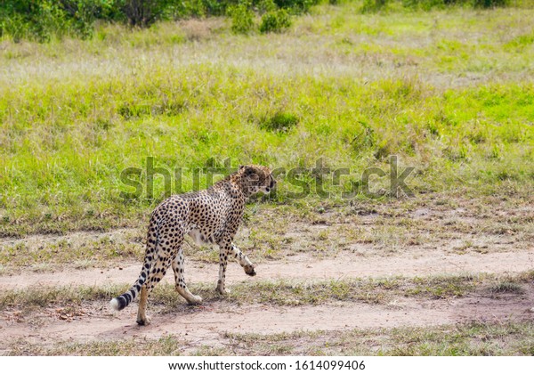Predatory mammals in Masai Mara Park. The cheetah\
walk freely on the car tracks of the savannah. Jeep-safari in\
spring in the African savannah. Kenia. Concept of extreme and photo\
tourism