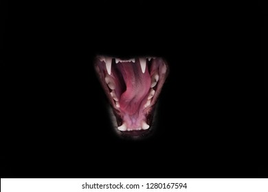 Predatory maw of a wild cat lynx isolated on a black background. red predatory mouth eagerly open, tongue licked.
