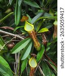 A predatory plant that eats insects