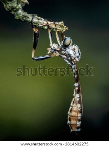 Predatory robber fly hanging upside down from a twig, meticulously consuming its insect prey in a detailed macro close up. Thailand photography, no generative ai