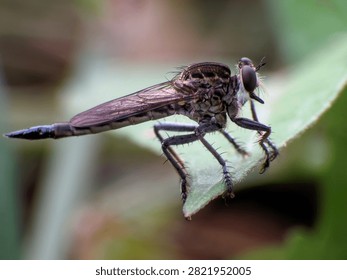 A predatory robber fly perched on green vegetation in a tropical habitat. Its exceptional vision and speed make it an effective hunter of flying insects.


