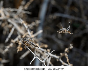Predatory Robber Fly with Prey Nearby”