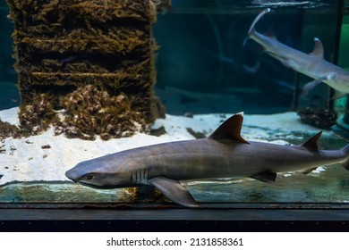 Predatory Sharks Swim In The Aquarium In A Circle