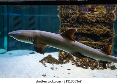 Predatory Sharks Swim In The Aquarium In A Circle