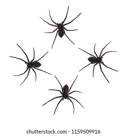 predatory spider isolated on white background.