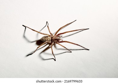 Predatory spider isolated on white background. Tegenaria agrestis. Large representative of the domestic arachnid. Fear or phobia of spiders. 8 legs. With a shadow. Close-up. Copy space. Studio photo.
