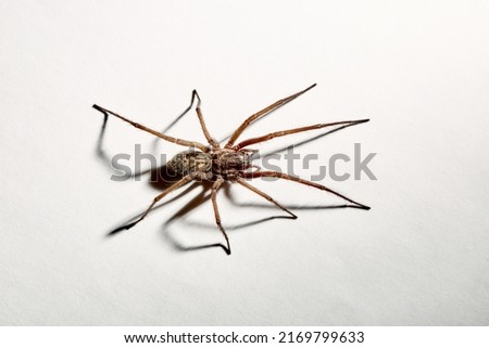 Predatory spider isolated on white background. Tegenaria agrestis. Large representative of the domestic arachnid. Fear or phobia of spiders. 8 legs. With a shadow. Close-up. Copy space. Studio photo.