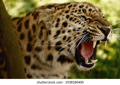 The predatory spotted leopard growls. - Powered by Shutterstock