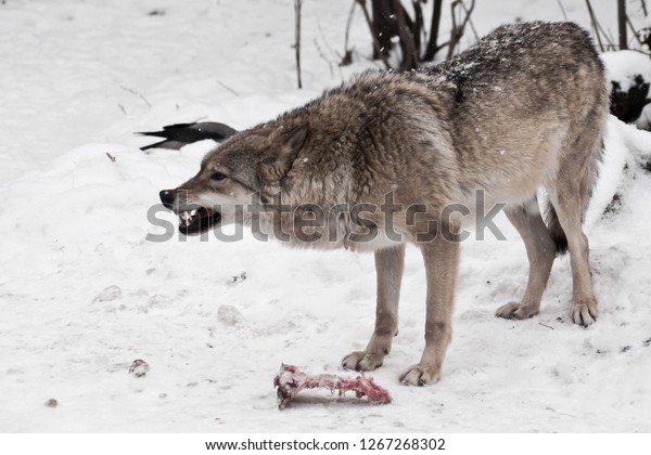捕食性の狼は怒って歯を食いしばって吠える 彼女は獲物を失うのを恐れ 敵から肉を守る 雪が降る 冬のオオカミの行動 の写真素材 今すぐ編集