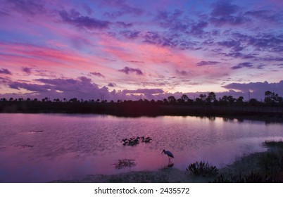 predawn over pond and palms in florida conservation wetland