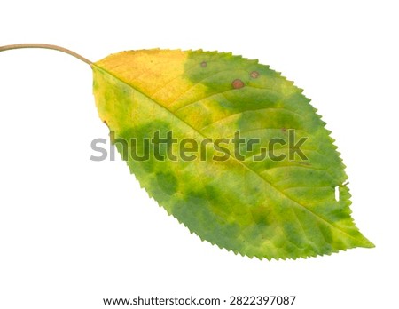 Predominantly Green Fall Leaf Isolated on White Background for Early Autumn Promotions