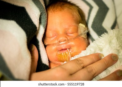 Preemie Baby Girl Sleeping With Mother's Hand In The Nicu