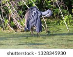 Preening Blue Heron in Florida