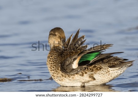 Preening Eurasian Teal at waters edge