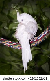 Preening Pet Cockatiel On Perch Set In Tree