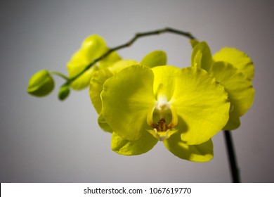prefect yellow orchid 