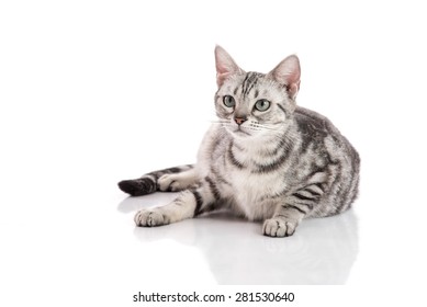 Pregnant American Short hair cat lying on white background isolated