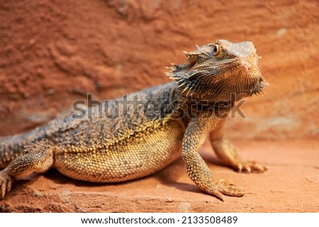 pregnant bearded dragon -Bartagame - in private terrarium looking at camera