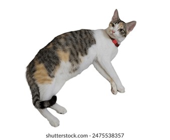Pregnant calico cat sleeping against a white background. Expectant feline, domestic pet, peaceful rest, motherhood in animals. - Powered by Shutterstock