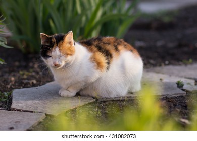 Pregnant cat color tortie with white