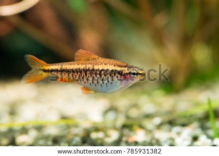 Pregnant cherry barb (puntius titteya) female fish swimming in the middle of aquarium