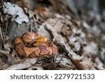 Pregnant copperhead snake from Connecticut 