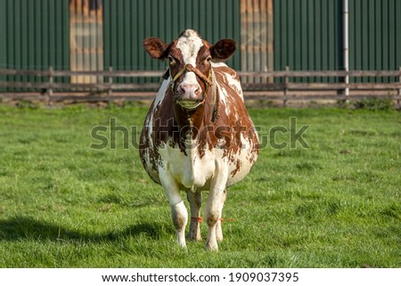 Pregnant cow with rope around snout standing with young, in a farmyard, front fully in view