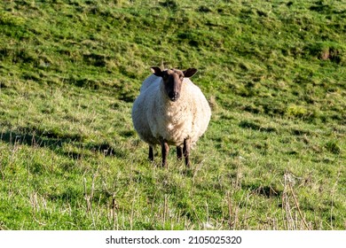 A Pregnant Ewe In The South Downs In Winter