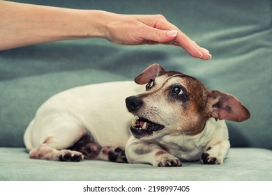 Pregnant female dog Jack Russell terrier growls to person hand. Animal instinct and behaviour. - Shutterstock ID 2198997405
