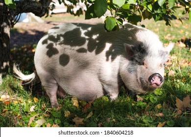 Pregnant Female Pig Roaming Free Under Trees