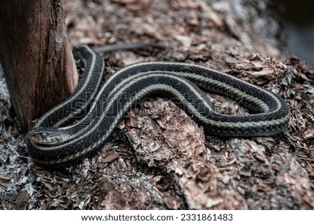 A Pregnant Garter Snake Sitting on a Log in Southern Washington at Forlorn Lakes
