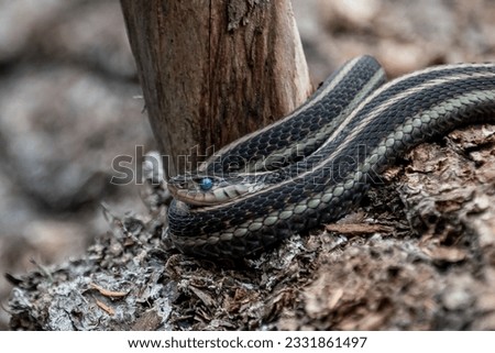 A Pregnant Garter Snake Sitting on a Log in Southern Washington at Forlorn Lakes