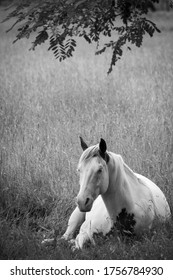 Pregnant Horse Laying Down In Field