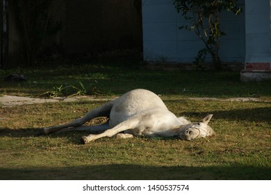 pregnant horse lying on the grass before giving birth