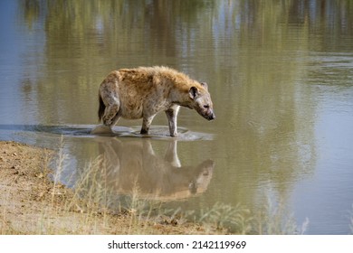 pregnant Hyena, young hyena in Kruger national park South Africa, Hyena family in South Africa. 