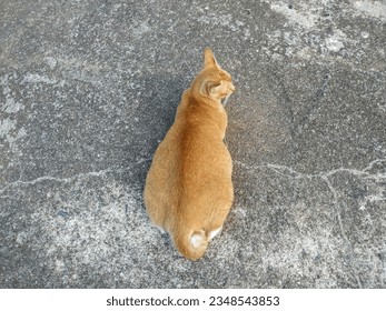 A Pregnant Moggie Cat Lying on the Cement Road in the Evening