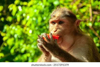 The pregnant monkey eats fruits and vegetables. Rainforest of India, wild animals. - Powered by Shutterstock