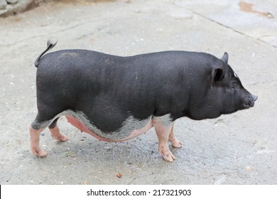 Pregnant Pot-bellied pig, animal living on the farm