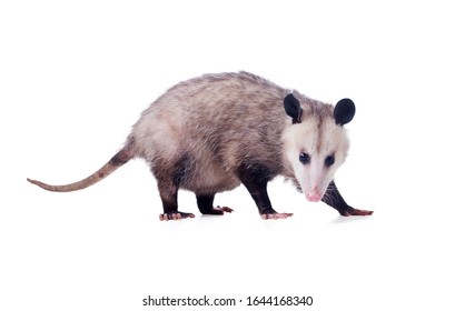  Pregnant  Virginia Opossum Female (Didelphis virginiana) or common opossum—the only marsupial (pouched mammal) found in the United States and Canada. Isolated on white background