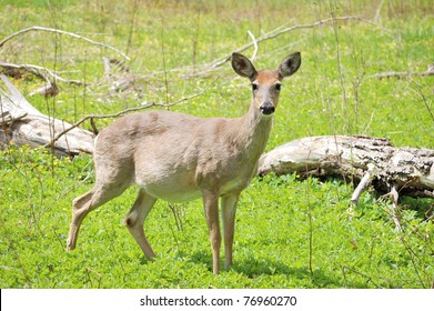 437 Pregnant Deer Images Stock Photos Vectors Shutterstock   Pregnant Whitetail Deer Doe Standing 260nw 76960270 