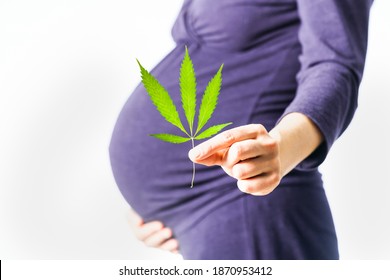 Pregnant Woman Holding  Medical Marijuana Leaf In  Hand