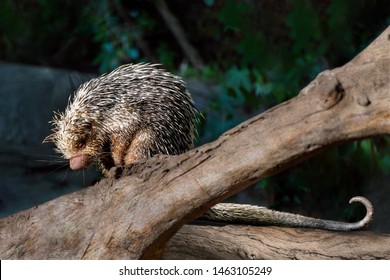 Prehensile Tailed (Porcupine Coendou Prehensilis) On A Tree Branch, Full Body